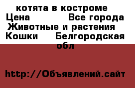 котята в костроме › Цена ­ 2 000 - Все города Животные и растения » Кошки   . Белгородская обл.